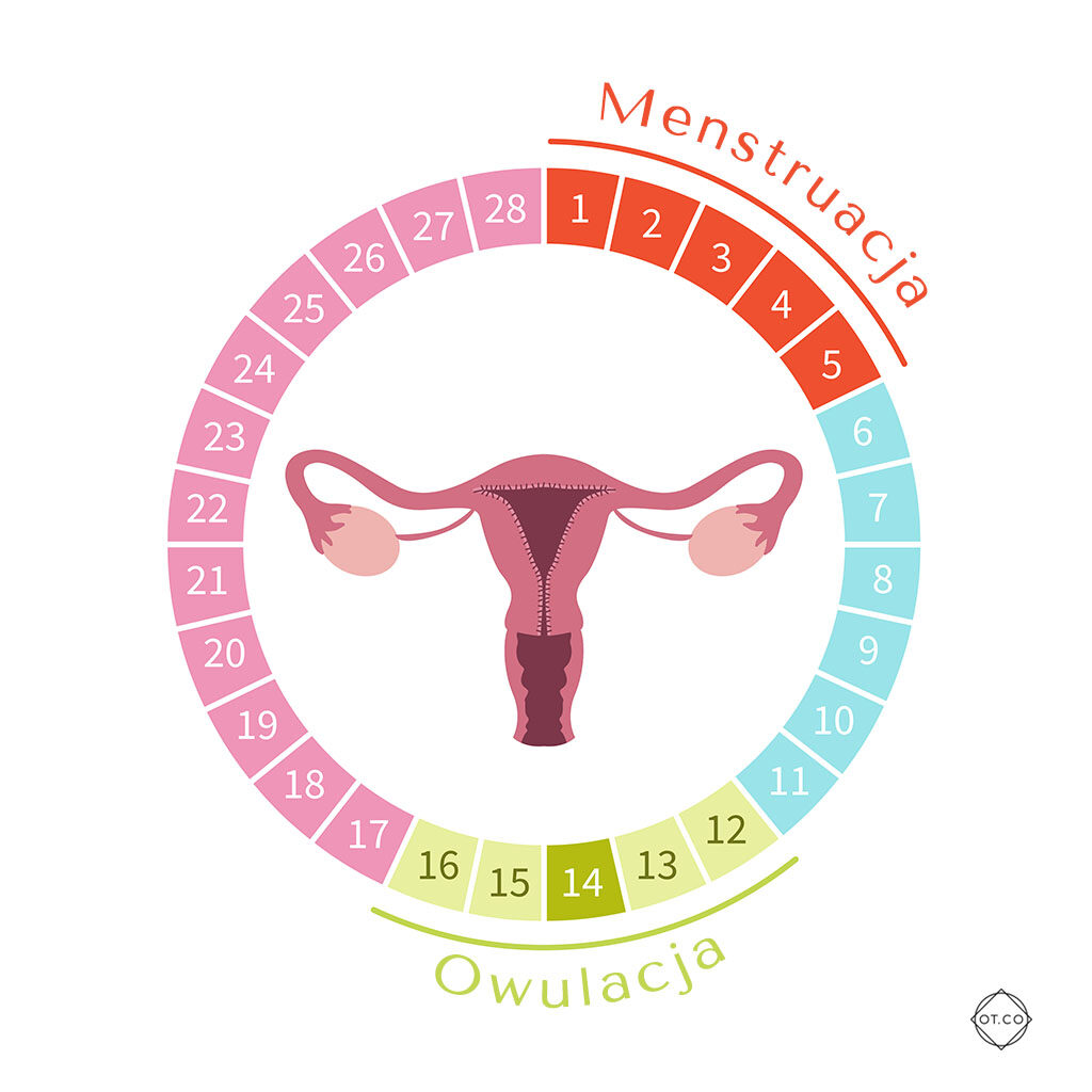 cykl menstruacyjny